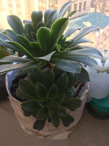 dipçək: Dipcək ev bitkileri qiymətlər 5 manatdan başlayir — 5