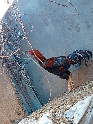 ari ailesi satisi: Toyuq, Damazlıq, Ünvandan götürmə — 2