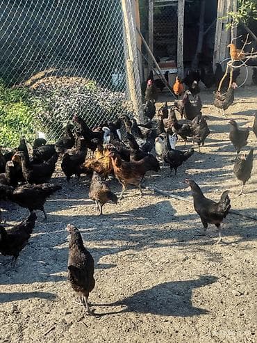 toyuq satışı: 🐔 Australorp Toyuqun cücələri satışda! Şəkildə qeyd olunmuş — 2