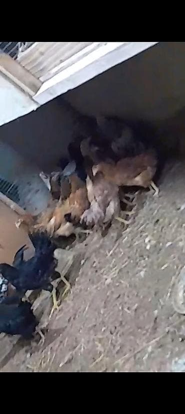 Digər heyvanlar: Toyuq cücələri, Ətlik — 2