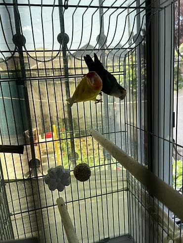 tap az qusar heyvanlar: Məhsul: Sevgi tutuquşuları (Lovebird) cütü və qəfəs dəsti Təsvir: - — 4