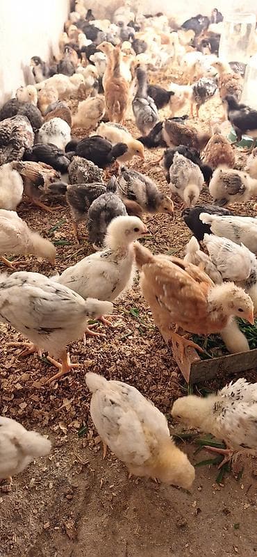 Toyuq cücələri, Damazlıq, Ödənişli çatdırılma