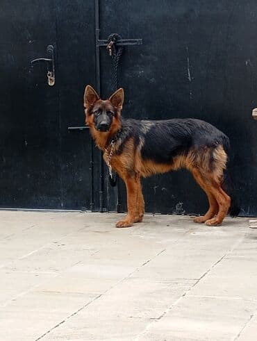 etibarlı ellere verilir it: Alman çoban iti, 1 il, Dişi, Peyvəndli — 1