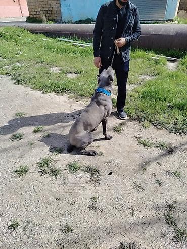 купить щенка кане корсо: Кане-корсо, 10 месяцев, Самец — 2