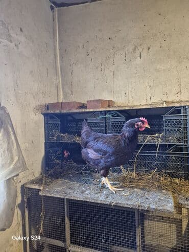 hinduşqa yumurtasi: Toyuq, Yumurtalıq — 4