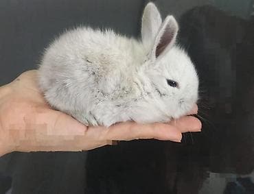 Cins boyumeyen dovşan balalari. Tek ve top satilir. Çatdirma metro ve lalafo.az -da Cins boyumeyen dovşan balalari. Tek ve top satilir. Çatdirma metro ve