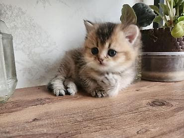 pişiy: Britan — 4