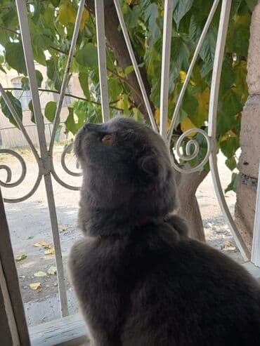 Pişiklər: Şotland yastı qulaq, Erkək, Yaxşı əllərə — 4