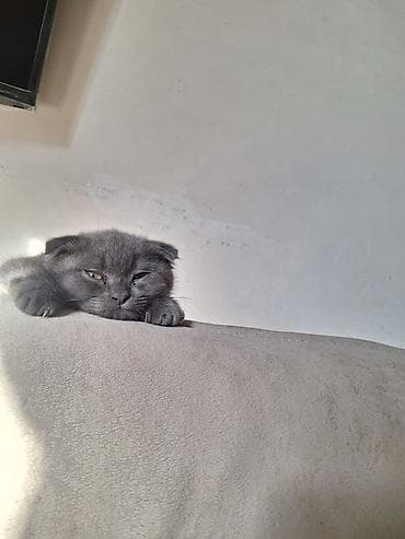 Pişiklər: Şotland yastı qulaq — 1