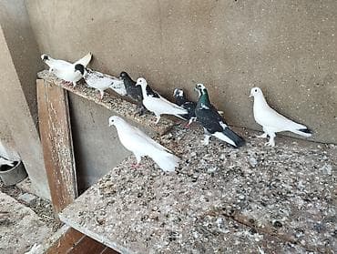 zil pcok: 13 dənədi tərgitmə quşlardi — 2