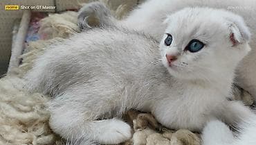 pişiyler: Şotland yastı qulaq — 8