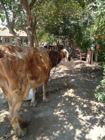 simmental inək cinsi: Самка, лет: 3 — 1
