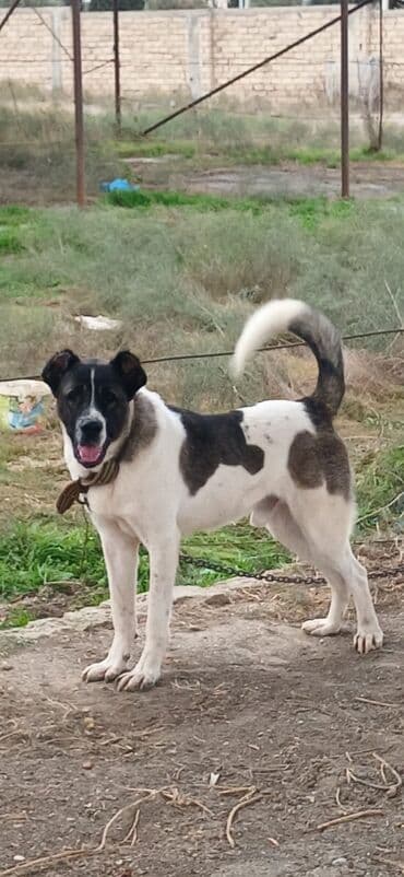 отдам в хорошие руки маленькую собачку: Qurdbasar, 1 il, Erkek, Peyvəndli, Rayonlara çatdırılma — 7