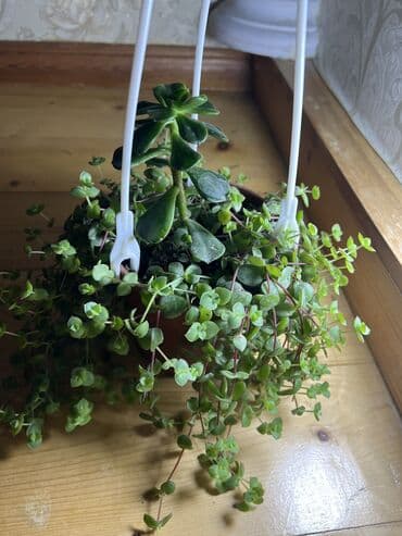 muellimler gunune aid sekiller: Her nov guler var endirimnen verecem Gencedi istiyen yazsin satiş — 48