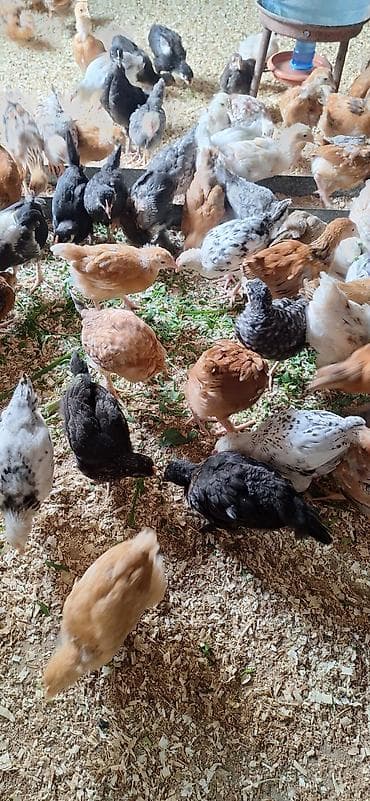 ataks cuceleri: Toyuq cücələri, Damazlıq — 8