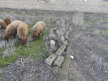 qoyun satışı: Dişi, Qala, il: 2, 80 kq, Damazlıq, Ünvandan götürmə — 1