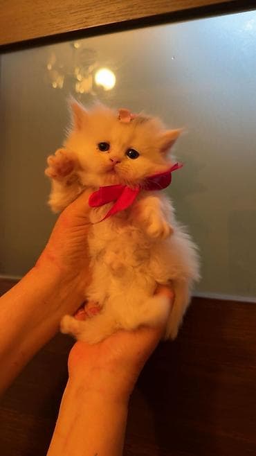 pişik alıram: Şinşilla — 5