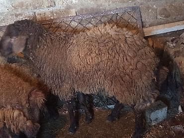 sudluk inek satisi: Qoyunlar – 3 baş - cins qoyunlardi qala qoyundular 1 erkek — 1