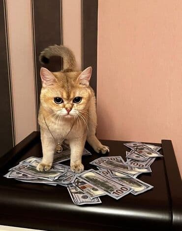 pişiklərin cutləşmə vaxtı: Erkək, Cütləşmə üçün, Pulsuz çatdırılma, Ödənişli çatdırılma, Rayonlara çatdırılma — 1