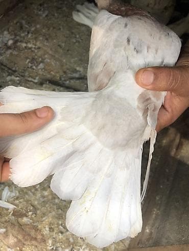 ev qus: Məhsul: Ev göyərçinləri – müxtəlif rəng və naxışlarda uçan və bəzək — 4