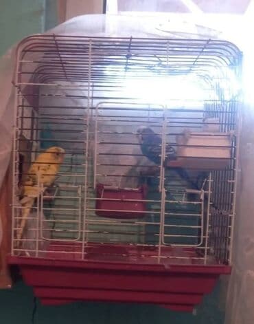 Satilir ünvan biləcəri