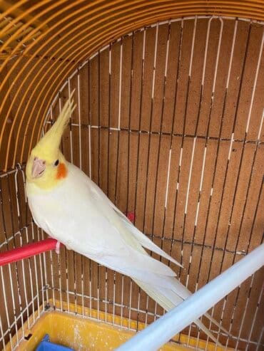 Кошки: Cute hazir erkek ve disi korellar var hazir cutler var saglam quslardi — 7