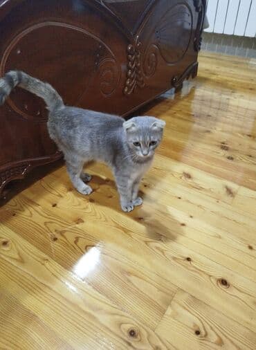 pişik: Şotland yastı qulaq — 1