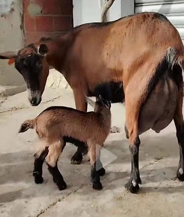 heyvan satisi: Südlük keçilər – sağlam, məhsuldar sürü Salam şəkillərdə görünən — 1