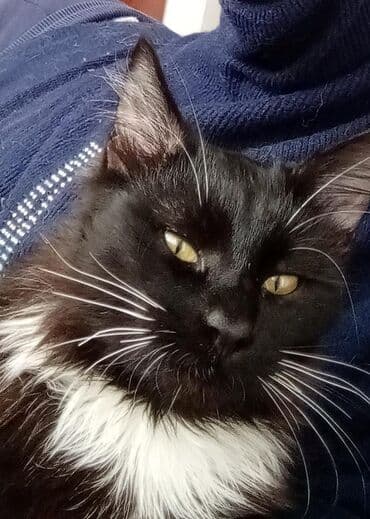 balaca pişik şəkilləri: Məhsul: Pişiklər (ev heyvanı) Təsvir: - Foto 1: Qara-ağ rəngli — 1