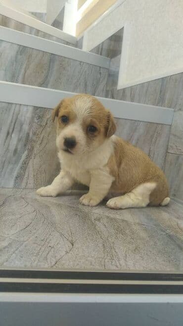 собака отдам в хорошие руки: Zvonok — 1