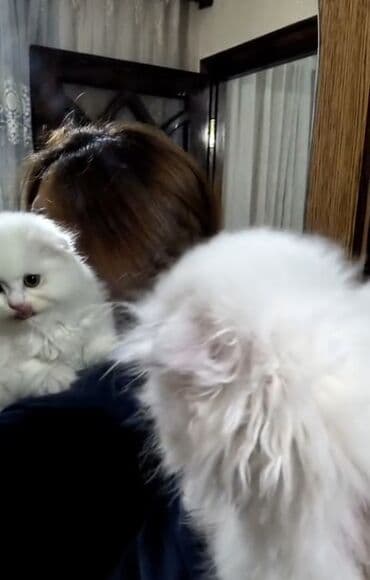 pişik elanları: Erkək — 2