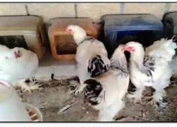 Heyvanlar üçün mallar: 8 aylıq brama xoruzlari satilir.Temiz qan heyvanlardi.Real alan elaqe — 1