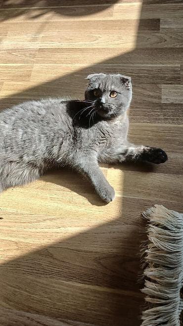 pişiy: Şotland, Dişi — 2