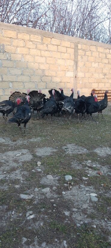 Gəmiricilər: Məhsul: Hinduşka sürüsü Təsvir: 8 ayliq tam sağlam kəsimə yararlı — 3