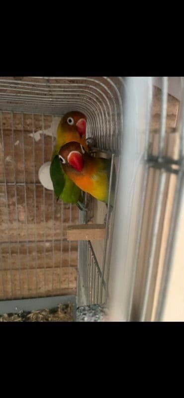 Bülbüllər: Fiser hazir cut yuva hazirlayirlar — 2