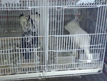 Gəmiricilər: Goyercinler baha alinib serait olmadiginnan satilir biri qanaddi qusdu — 4