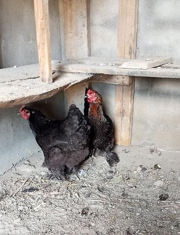 gence toyuqlar: Qara bram 2 side feredi çadrlma var — 1