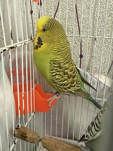 Cüte hazır temiz qan çex quşlardır ve ırı quslardır 1,5 ıllıkdır dısı