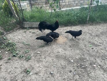 kend colpaları: Toyuq, Damazlıq — 1