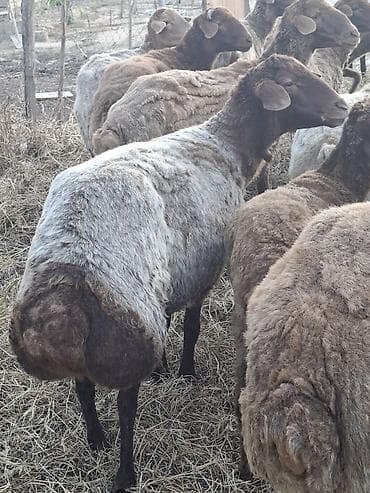 Sekilde gorduyunuz 3 cavan disi qoyun satilir 1 ay olar ber yeyibler