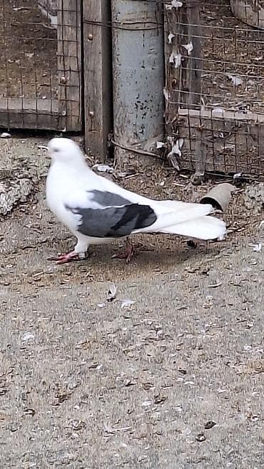 hesterxan qusu: Mayadi Bakidadi Məhsul: Ev göyərçinləri (ağ və ağ-qara rənglər) — 7