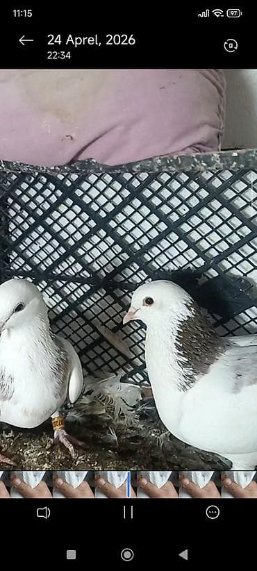 Ağ-qəhvəyi naxışlı göyərçin cütü - Rəng: əsasən ağ, boyun və sinə