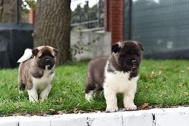 akita ınu: Akita-inu, 1 ay, Pulsuz çatdırılma — 1