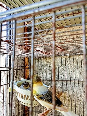 tetra quşu: Yumurta üsdünde yatan cüt bülbüller. 1yaşları var çox baxımlı və iri — 4