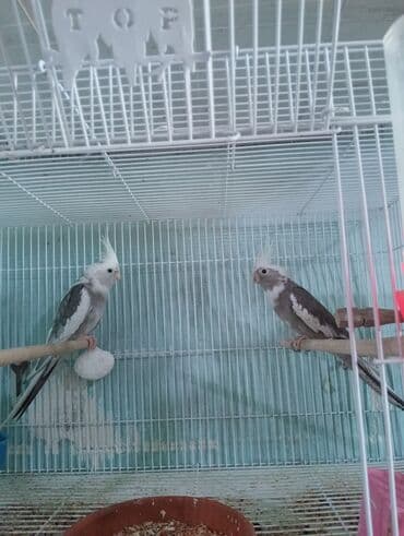 Yanaqsız karella,bala veren cütler.Qefes yuva yem ve su qabı birlikde lalafo.az -da Yanaqsız karella,bala veren cütler.Qefes yuva yem ve su qabı birlikde