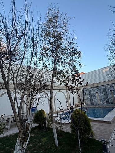 qoltuq ağacı: Ekalipt ağacı – həyət/bağ üçün dekorativ və ətirli ağac - Növ — 6