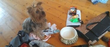 джек рассел терьер купить: Йоркширский терьер, 1 год, Самка — 2