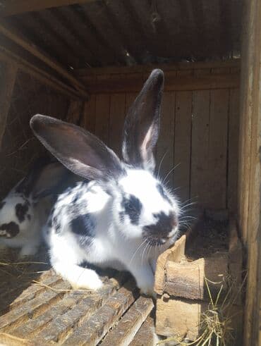 Inəklər, öküzlər: Nzk . kaliforniya. nimes piosder. rekis xəz-dəri cinc — 3