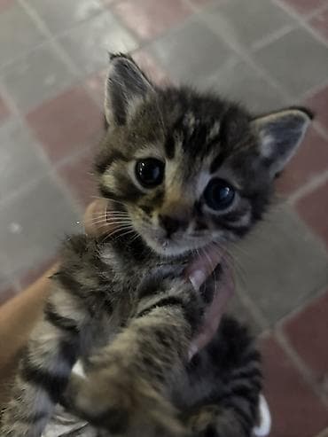 pers pisikler: Tabbi, Yaxşı əllərə — 3