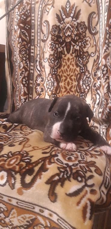 ağ haski: Pitbul — 10